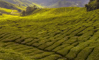 teaser groene thee bereiden