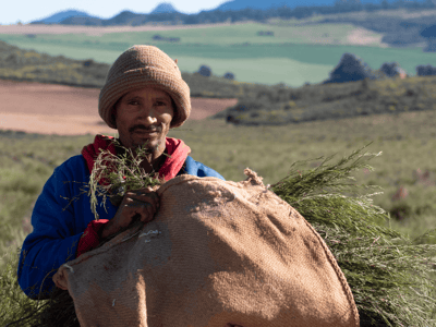 pickwick thee zonder theeplant resized