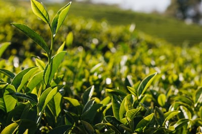 pickwick wat is groene thee  1