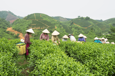 hoe wordt thee gemaakt 2121x1414 resized