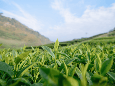 pickwick wat is thee eigenlijk resized