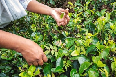 theeblaadjes plukken