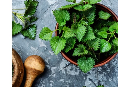 brandnetel thee visual