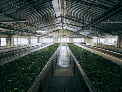 pickwick thee oxideren resized  1   1