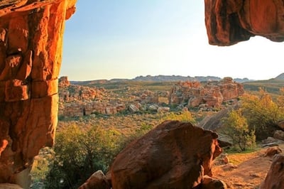 pickwick what is rooibos