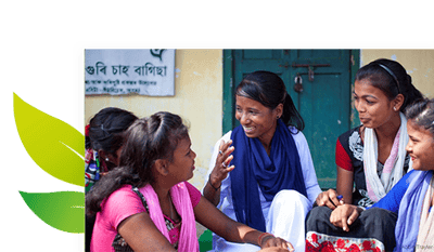 ethical tea partnership tea leafs