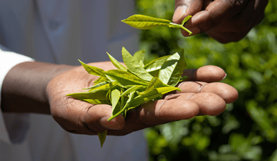 hands with green tea leafs