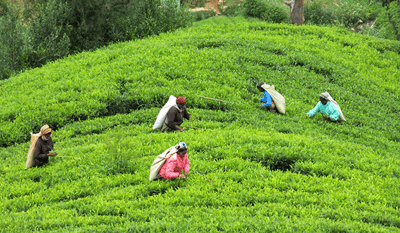 people working on tea plantage