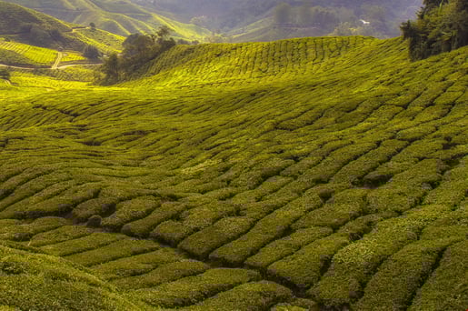 hero banner groene thee bereiden