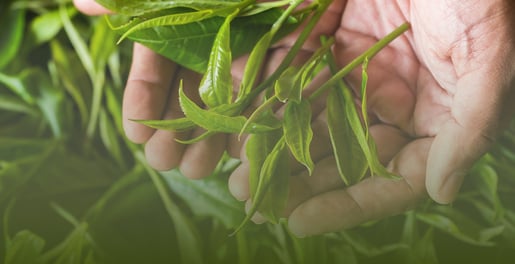 hands holding green tea leafs banner