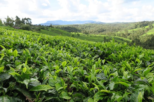 green tea fields