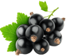 pickwick black currant