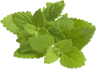 pickwick lemon balm resized 1